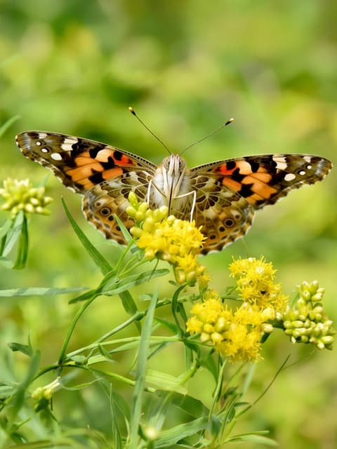 Logopeda con mariposa, símbolo de Bolboreta en Ponteceso